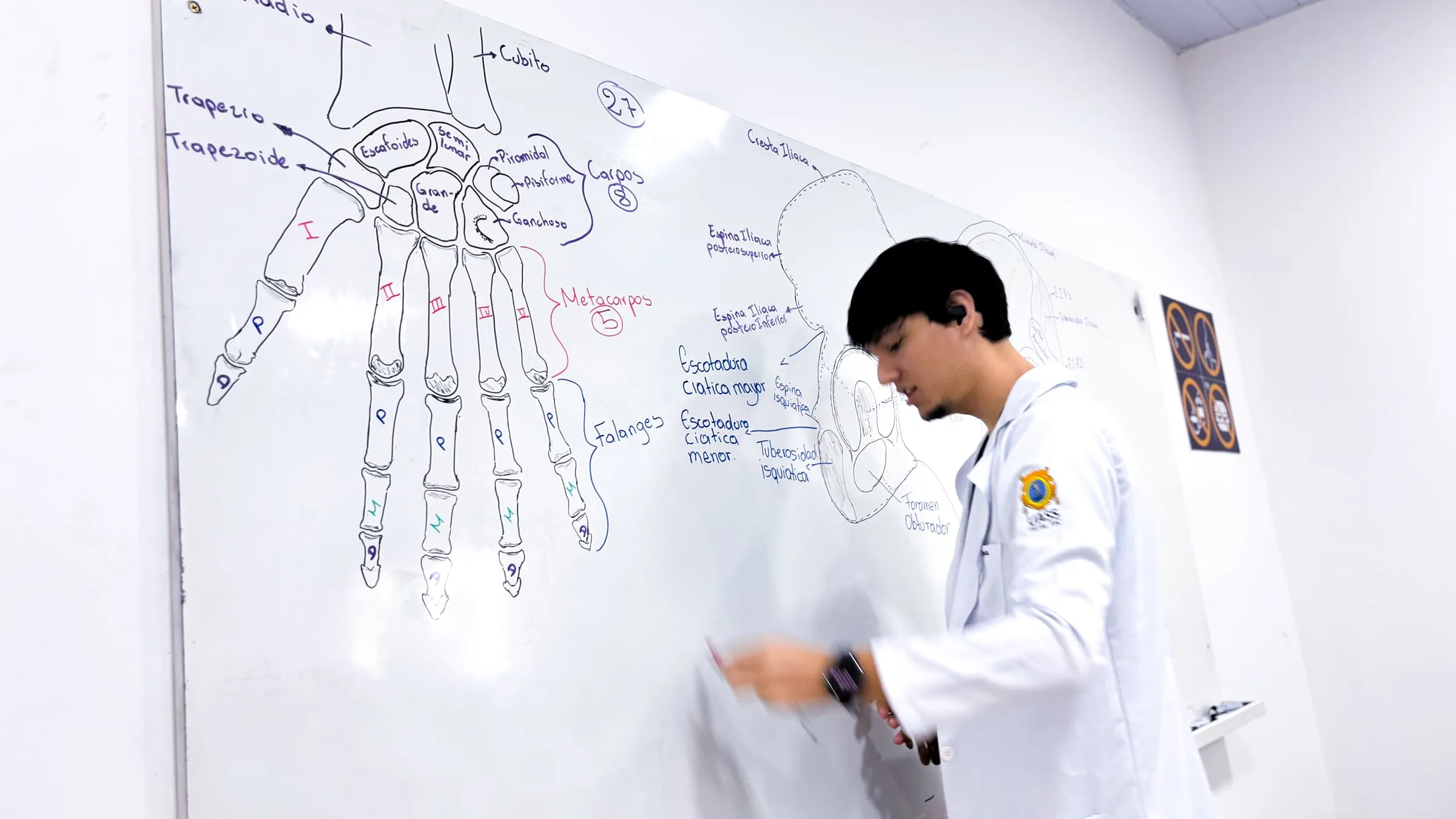 Professor desenhando no quadro os ossos da mão